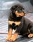 Regalo hombre 11 semanas rottweiler cachorros