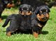 Regalo impresionantes cachorros de rottweiler listo