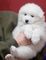 Regalo impresionantes samoyedo cachorros