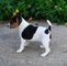 Regalo Jack Russell Terrier cachorros disponibles - Foto 1