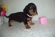 Regalo lindos dachshund perritos