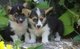 Regalo lindos pembroke welsh corgi perritos