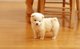 Regalo magníficos samoyedo cachorros - Foto 1