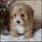 Regalo maltipoo cachorros disponibles