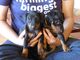 Regalo manchester terrier cachorros disponibles