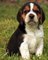 Regalo maravillosas Beagle disponibles Cachorros - Foto 1