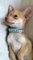 Regalo maravilloso Chihuahua cachorros - Foto 1