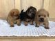 Regalo norfolk de terrier cachorros listo