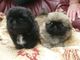 Regalo pekingese perritos para adopción - Foto 1