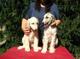 Regalo perritos del afgano cachorros disponibles