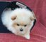 Regalo pomeranian perritos