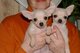 Regalo Preciosa Chihuahua Toy en adopcion gratis - Foto 1