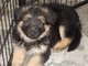 Regalo Pura raza rottweiler alemán cachorros - Foto 1