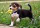 Regalo registrada beagle cachorros