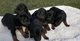 Regalo registrados apuesto Doberman cachorros - Foto 1