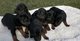 Regalo registrados apuesto doberman cachorros