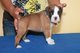 Regalo registrados boxer cachorros