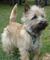 Regalo registrados cairn terrier cachorros listo
