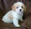 Regalo registrados cavachon cachorros