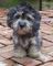 Regalo registrados de dandie dinmont terrier cachorros
