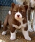 Regalo registrados esquimales canadienses cachorros listo