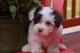 Regalo registrados havanese cachorros disponibles