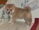 Regalo registrados Japonés Shiba Inu cachorros - Foto 1