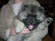 Regalo registrados keeshond cachorros listoya