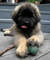 Regalo registrados más lindo de leonberger cachorros