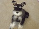 Regalo registrados Miniatura Schnauzer cachorros listo - Foto 1