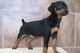Regalo registrados Pinscher Miniatura cachorros disponibles - Foto 1