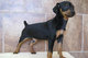 Regalo registrados pinscher miniatura cachorros disponibles