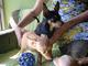 Regalo registrados Ruso Negro de Terrier cachorro disponibles - Foto 1