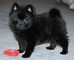 Regalo registrados schipperke del cachorros disponibles