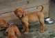 Regalo registrados Vizsla húngaro cachorros disponibles - Foto 1