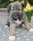 Regalo registrados Wolfhound cachorros - Foto 1