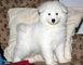 Regalo samoyedo saludables cachorros disponibles