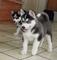 Regalo siberiana husky cachorros disponibles