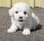 Regalo sorprendentes bichon frise cachorros disponibles ahora