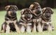 Regalo sorprendentes registrados de pastor alemán cachorros