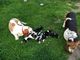Reservados hermosa pedigree cachorros basset hound