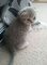 Volumineuze Chunky Scottish Fold Kittens - Foto 1