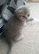 Volumineuze chunky scottish fold kittens