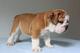 Cachorros bulldog ingles