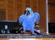 Dos pares inteligente probada de los pájaros del macaw