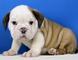 Encantadores cachorros Bulldog Inglés - Foto 1