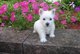 Gratis Adorables cachorros de pedigrí Westie ListoYa - Foto 1