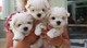 Gratis adorables malteses cachorros listoya