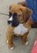 Gratis AKC Boxer cachorros - Foto 1