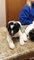 Gratis akita hermosas cachorros